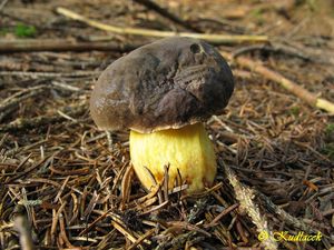 Klikni pro velký obrázek