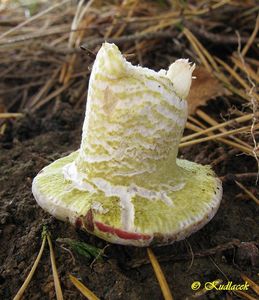 Klikni pro velký obrázek