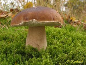 Klikni pro velký obrázek