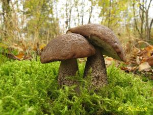 Klikni pro velký obrázek