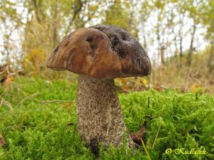 Klikni pro velký obrázek