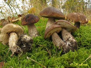 Klikni pro velký obrázek