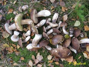 Klikni pro velký obrázek