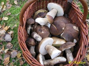 Klikni pro velký obrázek