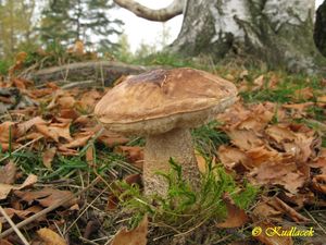 Klikni pro velký obrázek