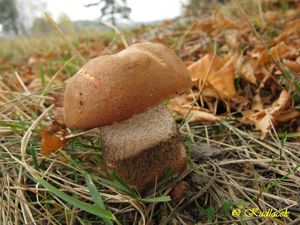 Klikni pro velký obrázek