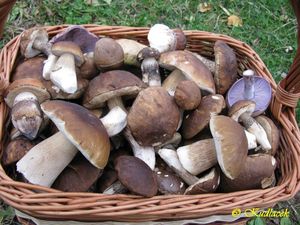 Klikni pro velký obrázek