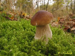 Hřib smrkový - Boletus edulis Bull. 1782