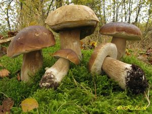 Hřib smrkový - Boletus edulis Bull. 1782