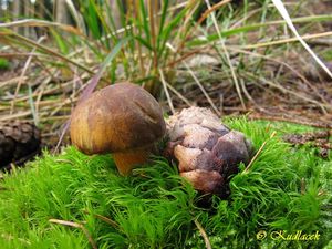 Klikni pro velký obrázek