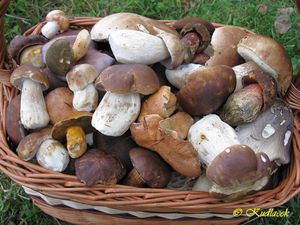 Klikni pro velký obrázek