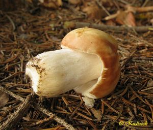 Klikni pro velký obrázek