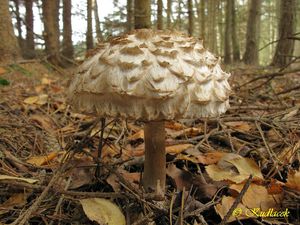 Klikni pro velký obrázek