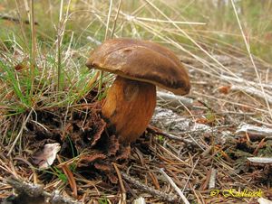 Klikni pro velký obrázek