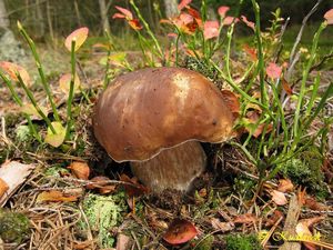 Klikni pro velký obrázek