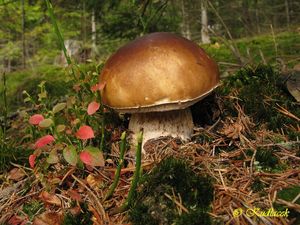 Klikni pro velký obrázek