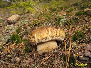 Klikni pro velký obrázek