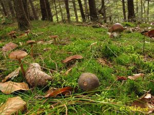 Klikni pro velký obrázek