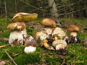 Klikni pro velký obrázek