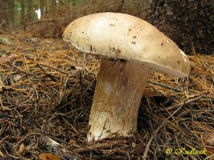 Klikni pro velký obrázek