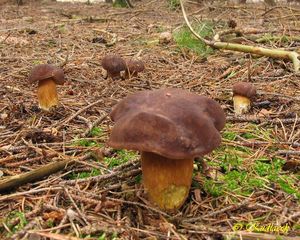 Klikni pro velký obrázek