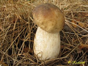 Hřib smrkový - Boletus edulis Bull. 1782