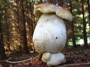Hřib smrkový - Boletus edulis Bull. 1782