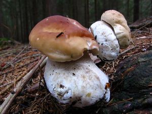 Hřib smrkový - Boletus edulis Bull. 1782