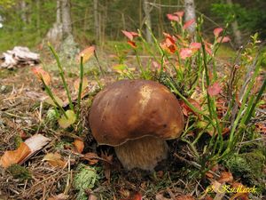 Hřib smrkový - Boletus edulis Bull. 1782
