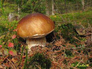 Hřib smrkový - Boletus edulis Bull. 1782