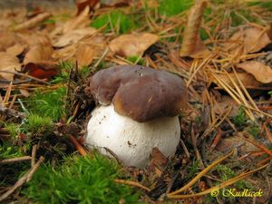 Hřib smrkový - Boletus edulis Bull. 1782