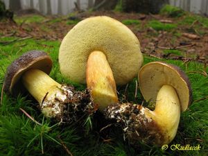 Klikni pro velký obrázek