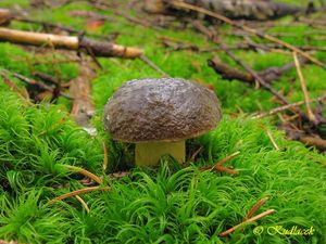 Klikni pro velký obrázek