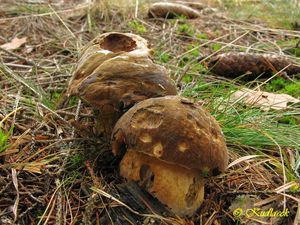 Klikni pro velký obrázek