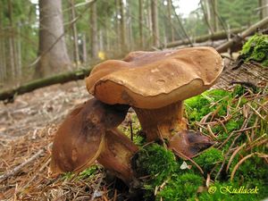 Klikni pro velký obrázek