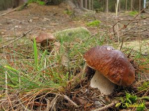 Hřib smrkový - Boletus edulis Bull. 1782