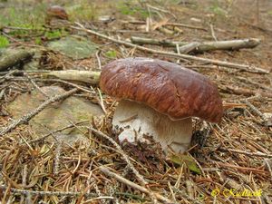 Hřib smrkový - Boletus edulis Bull. 1782