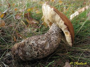 Klikni pro velký obrázek