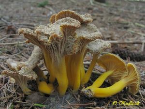 Klikni pro velký obrázek