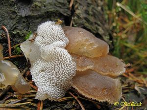 Klikni pro velký obrázek