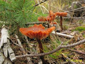 Klikni pro velký obrázek