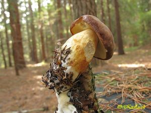 Klikni pro velký obrázek