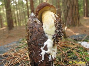 Klikni pro velký obrázek