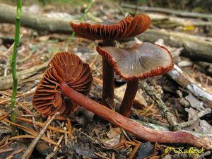 Klikni pro velký obrázek