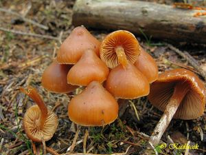 Klikni pro velký obrázek