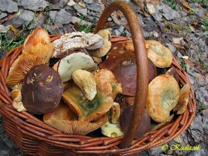 Klikni pro velký obrázek