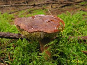 Klikni pro velký obrázek