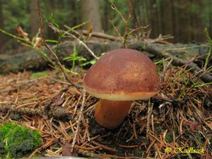 Klikni pro velký obrázek