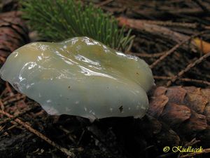 Klikni pro velký obrázek