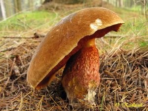 Klikni pro velký obrázek